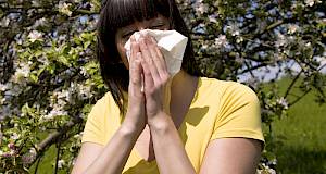 Alergijski rinitis - bolest zapadne civilizacije
