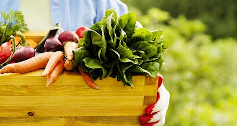 Vegetarijanci žive zdravije i duže