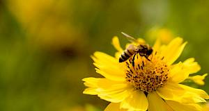 Apivita obilježila Svjetski dan pčela
