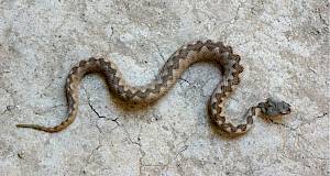 Ljetna opasnost: Simptomi, prva pomoć i što nikako ne smijete učiniti u slučaju ugriza zmije?