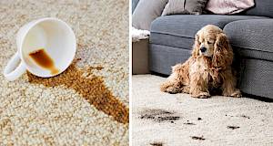 Kako ukloniti sve vrste mrlja s tepiha - od kave i vina do voska i blata?